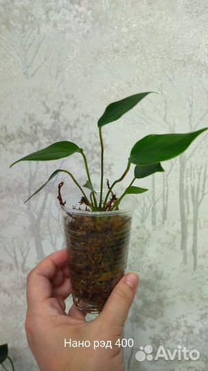 Антуриумы детки