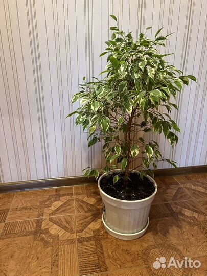 Фикус Бенджамина