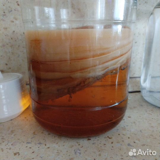 Чайный гриб