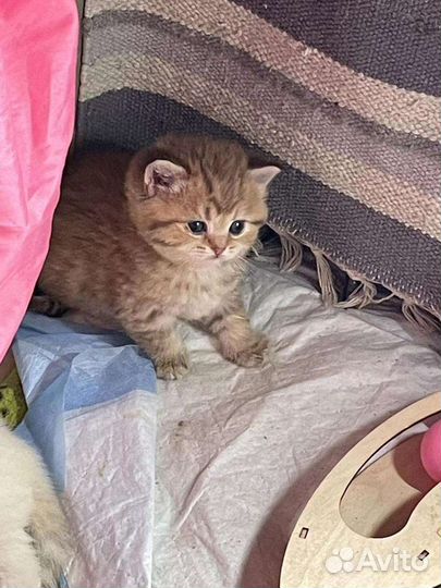 Британская короткошерстная кошка