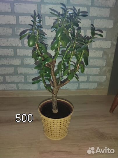 Толстянка крассула (денежное дерево)