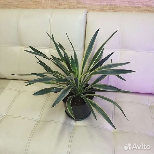 Юкка вариегатная безстебельная