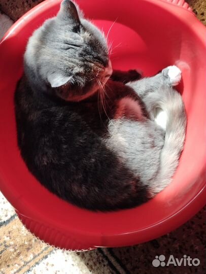 Домашняя передержка кошек