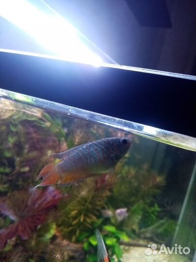 Аквариумные рыбки