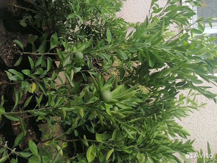 Мандарин сентябрьский