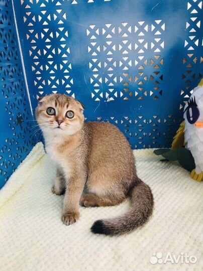 Золотая шиншилла