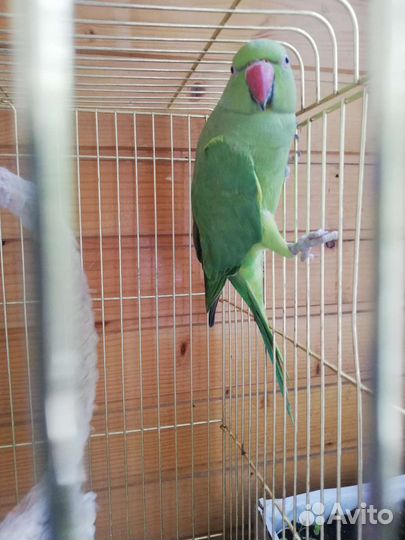 Ожереловый попугай