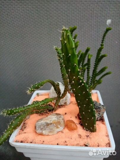 Кактус, суккуленты