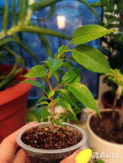 Фикус Бенджамина