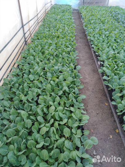 Продам рассаду капусты