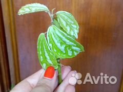 Пилея Кадье