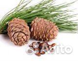 Шишка кедровая