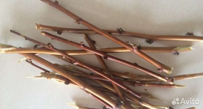 Сухие ветки малины, черники, вишни, персика, ореха