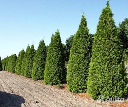 Пирамидальная туя