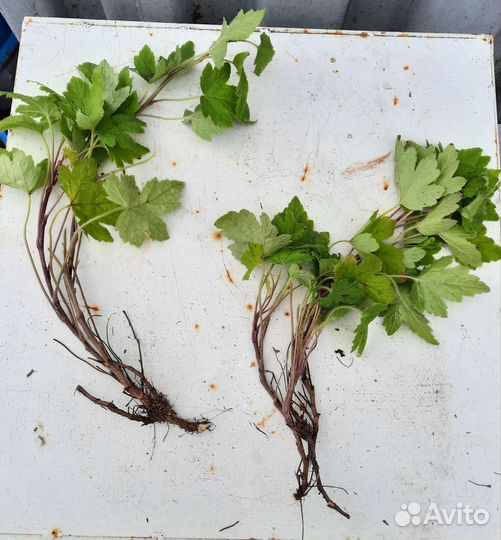 Многолетние садовые растения