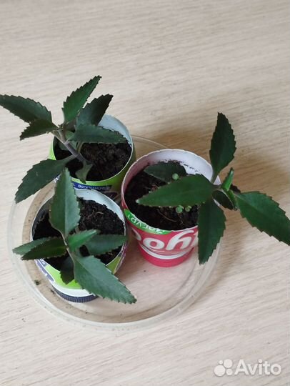 Каланхоэ лечебное сансевиерия Ханни