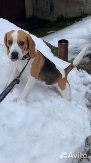 Передержка животных