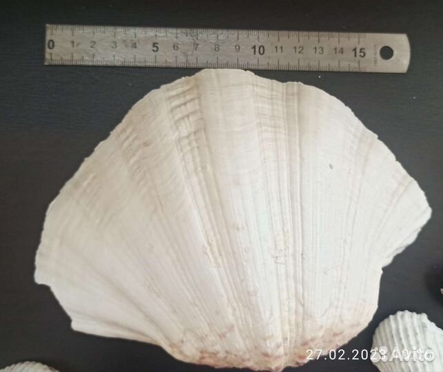 Морские ракушки