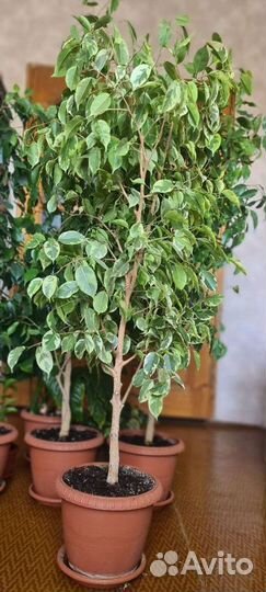 Фикус Бенджамина разных сортов
