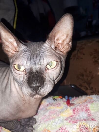 Канадский сфинкс котята