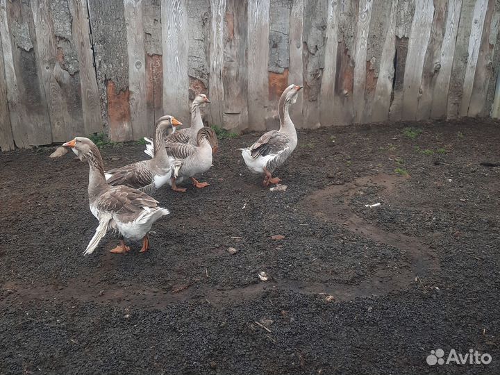 Гуси Холмогорские