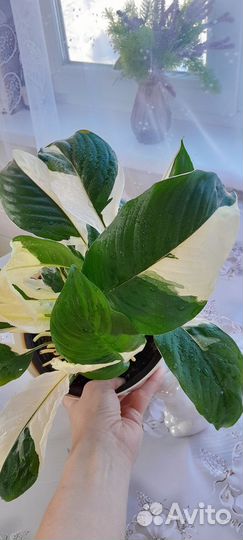 Спатифиллум Пикассо