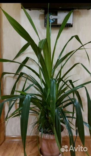 Пандамус пальма