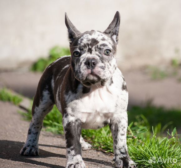 Красотка Виспа