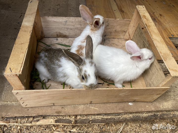 Кролики 1-2мес