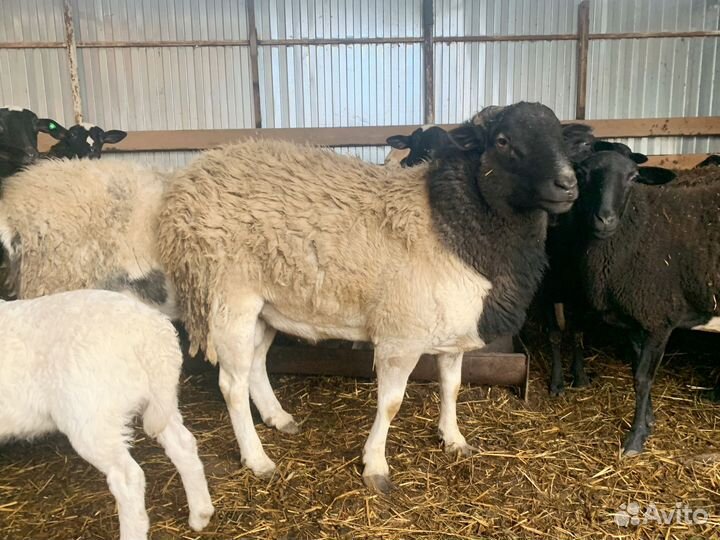 Баран на племя и ягнята