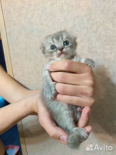 Британские котята