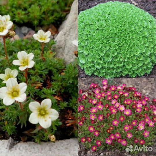 Многолетники для сада