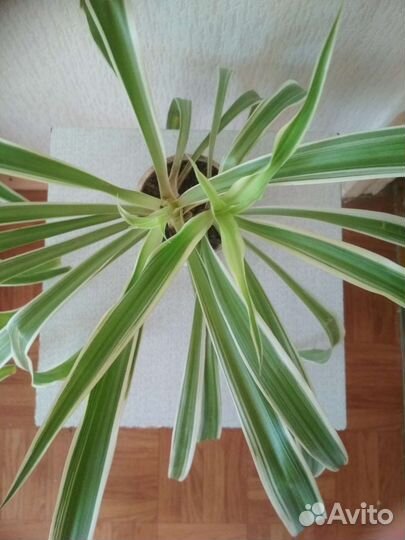 Хлорофитум с белыми полосками 2 шт в 1 стаканчике