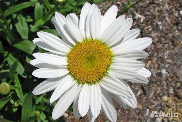 Саженцы клубники. Ромашка крупная