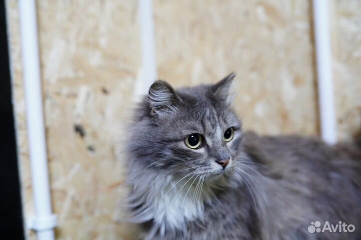 Котик в добрые руки