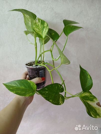 Сциндапсус