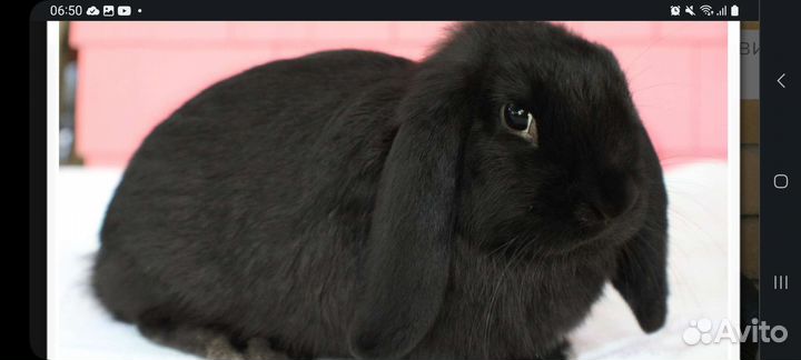 Декоративные крольчата