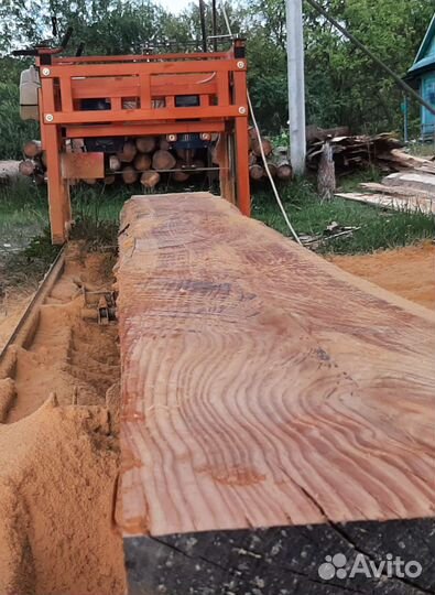 Слебы, спилы из дуба и лиственницы