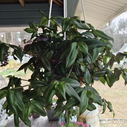 Традесканция, каллизия в кашпо