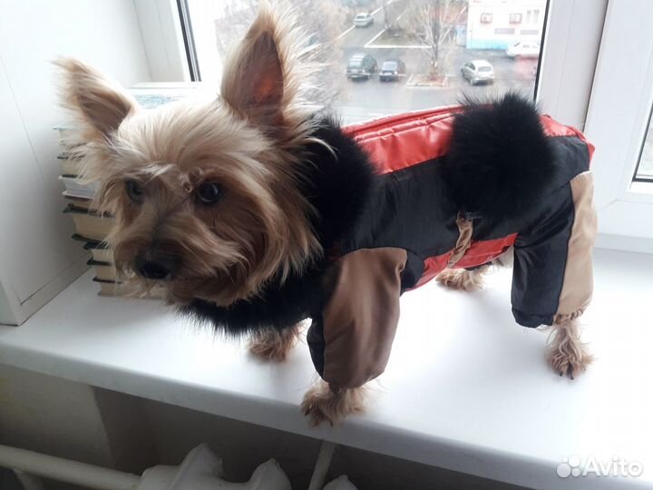 Комбинезон для собачки