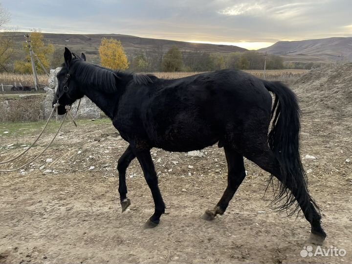 Жеребчик 1.5