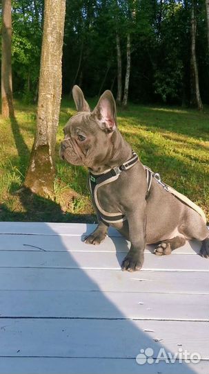 Французский бульдог голубой, лиловый