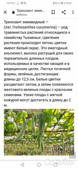 Трихозант