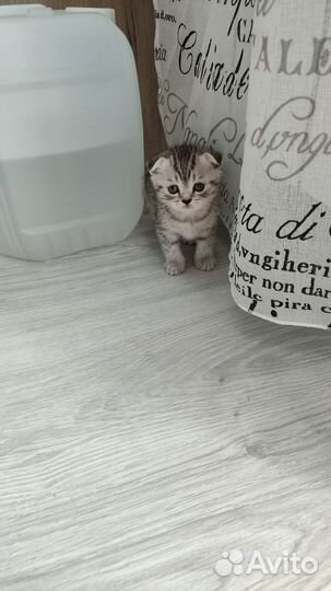 Шотландский вислоухий кот