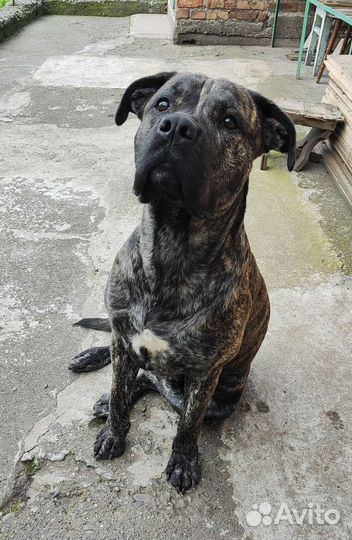 Алано эспаньол