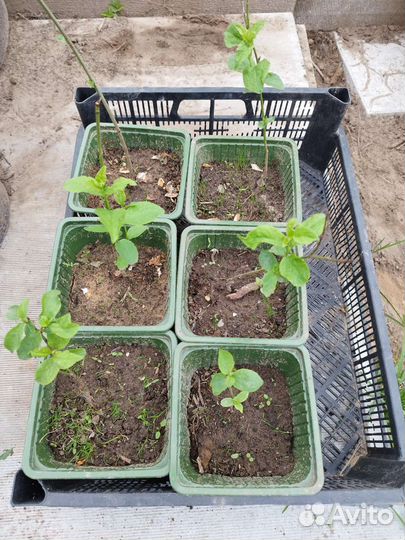 Саженцы чернослива