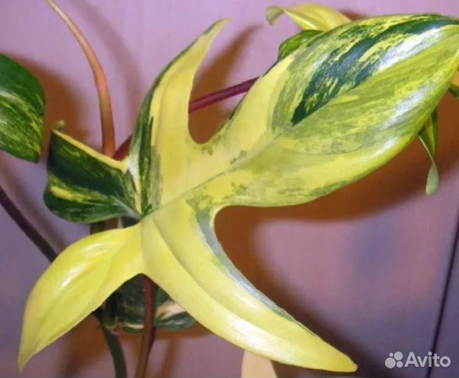 Комнатные растения. Филодендрон Биркин Вайт