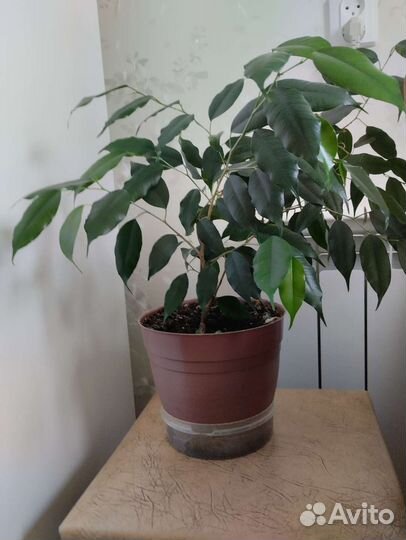 Фикус бенджамина