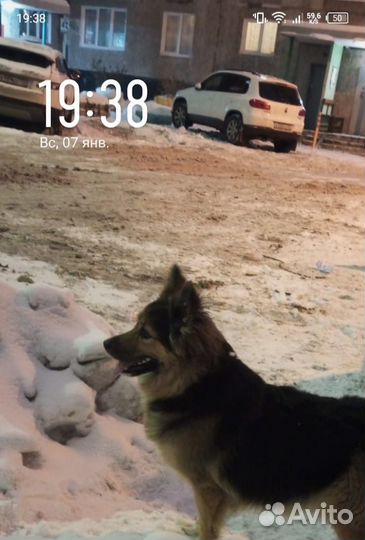 Немецкая овчарка