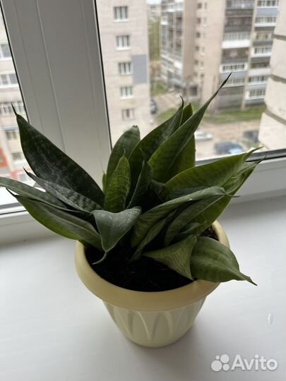 Комнатные растения